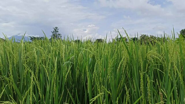 Paddy is starting to bear fruit