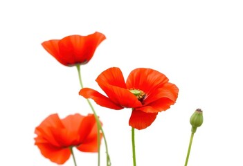 Vibrant red poppy blossom, isolated on pure white background, isolated flower, macro