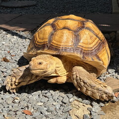 African turtle roaming on the ground