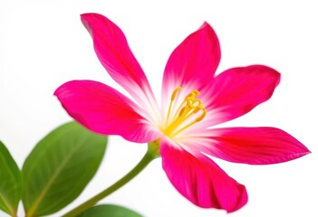 Fototapeta premium A vibrant single bloom, petals unfurled, set against a pure white backdrop, art, petal