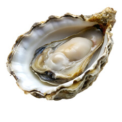 Open oyster shell isolated on transparent background
