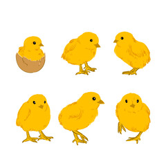 Hand drawn sketch little chickens set vector illustration. cute baby chicks drawing collection engraved retro style.