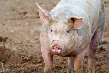 A large white pig with pink skin and a curious expression stands in a muddy pen on a farm. Surrounded by straw and other farm animals, it embodies the essence of rural life and farming culture.