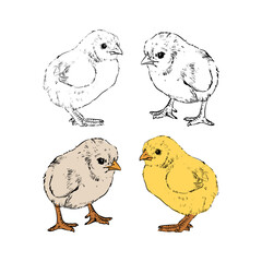 Hand drawn sketch little chickens set vector illustration. cute baby chicks drawing collection engraved retro style.