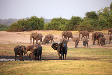 Herd of Elephants approaching a mud wallow, Botswana Africa
