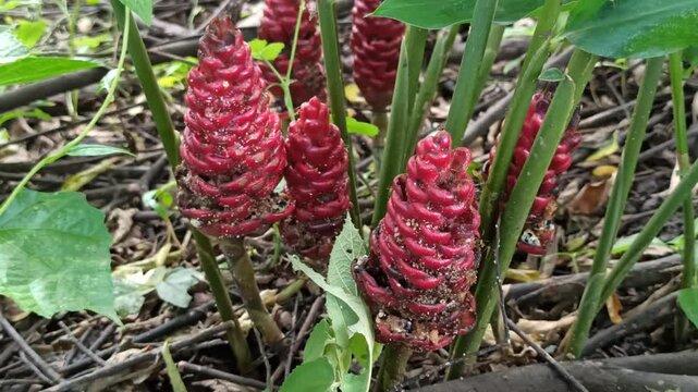 Zingiber zerumbet in the garden