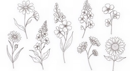 Delicate Flower Line Art Collection for Botanical Designs and Illustrations
