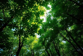 Obraz premium Lush green forest canopy, sunlight dappling through leaves, panorama, depth