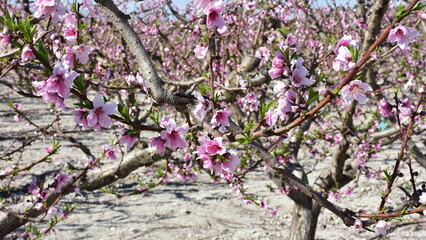 blossom of  peach tree in orchard,Spain