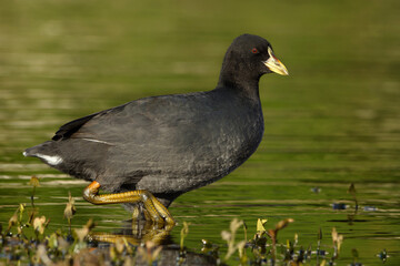 Red-gartered coot (Fulica armillata) walking on green water

