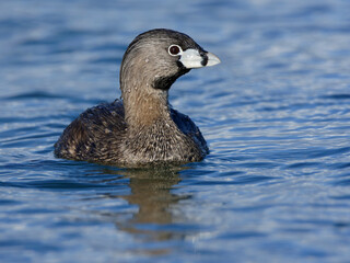 Pied-billed grebe floating on blue water