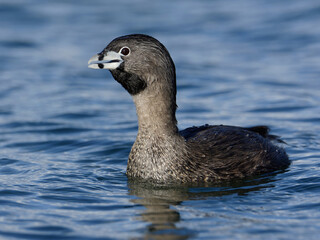 Pied-billed grebe floating on blue water
