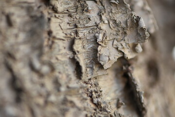Macro photography of a Tree trunk.