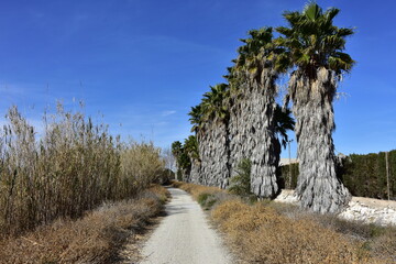 cycle route TMU 21 along river Segura,here near village Ceuti in Spain