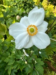 White flower