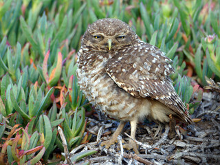 Burrowing Owl (Athene cunicularia) looking grumpy in vegetation
