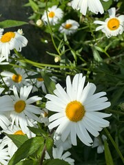Daisies in the Sun