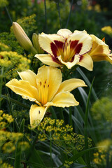 Two large fine flowers of a day lily nearby. Two different grades. Fennel inflorescences around.