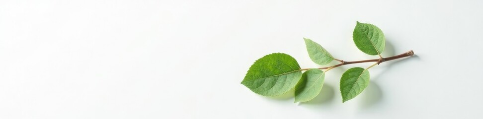 Fototapeta premium Single isolated branch against a pure white surface with subtle leaf veins, isolated, white, wood