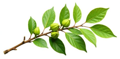 Fototapeta premium Single isolated branch with seed pods and leaves on white background, greenery, branch detail, botanical