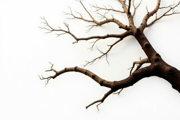 Fototapeta premium Twisted tree branches withered on white background, woody details, bare branches, tree bark