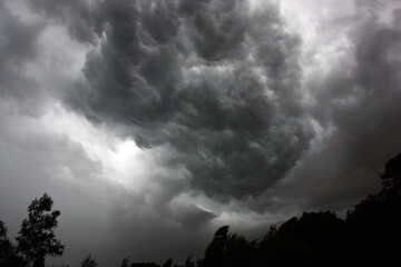 Big trees are bent by strong wind. The sky over trees an intricate pattern is closed by gray clouds.