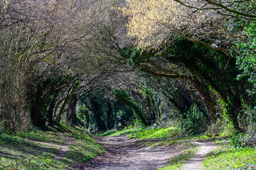 Halnaker Tree Tunnel South Downs National Park West Sussex England in the Spring
