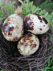 Nest mit Wachteleiern.