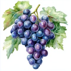 Fototapeta premium Grape watercolor clipart illustration