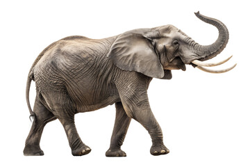 Obraz premium African elephant, forest elephant, African elephant elephant, bush elephant, elephant African elephant, rainforest elephants, Loxodonta, safari with elephants, African Asian elephant, African elephant