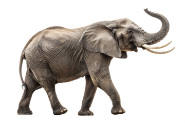 African elephant, forest elephant, African elephant elephant, bush elephant, elephant African elephant, rainforest elephants, Loxodonta, safari with elephants, African Asian elephant, African elephant