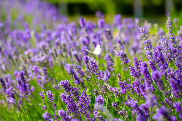 Naklejka premium Butterflies on spring lavender flowers under sunlight. Beautiful landscape of nature with a panoramic view. Hi spring. long banner