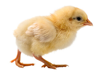 Fototapeta premium Baby Chicken Care and Farming Tips, Adorable Chick, chick, chicken, baby, yellow, farm, fluffy, hatchling, poultry, cute, egg, brood, farming, hatch, downy, livestock, rural, peeping, care, feed
