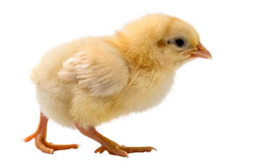 Baby Chicken Care and Farming Tips, Adorable Chick, chick, chicken, baby, yellow, farm, fluffy, hatchling, poultry, cute, egg, brood, farming, hatch, downy, livestock, rural, peeping, care, feed
