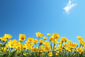Vibrant Yellow Flowers Under a Sunny Sky: A Breathtaking Spring Meadow