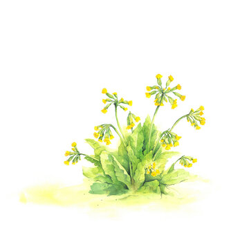 Aquarell Schl&uuml;sselblume Illustration