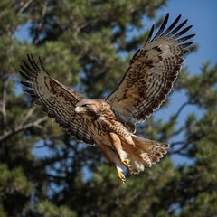 Fototapeta premium red tailed hawk