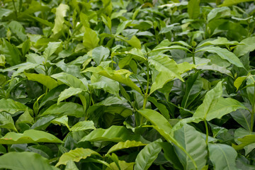 Rich green, diverse plants blooming in a vibrant nursery