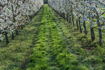 Obraz premium View through the blossoming cherry trees in an orchard