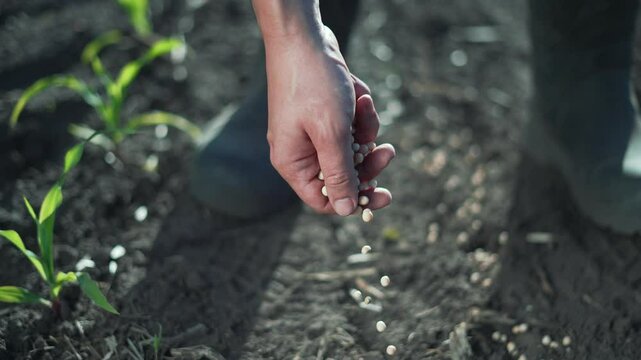 Farmer planting seeds by hand. Close-up farmer hand sowing seed in field. Agriculture concept. Farmer working on field planting seeds by hand. Sustainable farming practice. Farmer's hand planting seed