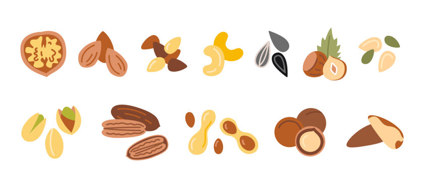 Set with various nuts and seeds like walnut, almond, hazelnut, pistachio, pecan, peanut and macadamia. Modern vector illustration isolated on white background, hand drawn, flat design