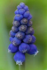 Close-up of a striking grape hyacinth flower with vibrant blue petals against a soft green backdrop. Nature's beauty in full bloom.