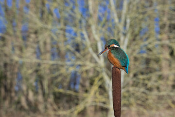 Female Kingfisher, Alcedo athis, perched on a branch