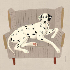 illustration of a doalmatian dog lying in a chair. interior poster, graphics, picture, postcard 