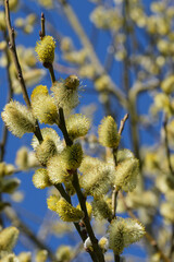 Willow catkins blooming against a vibrant blue sky, heralding spring with soft, furry textures and natural beauty.