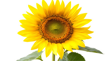 Obraz premium A single, radiant sunflower stands prominently against a contrasting background, showcasing its bright yellow petals and intricate center.