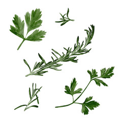 Set of herbs. Parsley and rosemary. Spices for cooking. Aromatic plants. Watercolor illustrations isolated from the background. useful plants. Branches and stems with leaves. a bunch of herbs