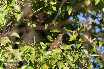 Eurasian blackbird aka The common blackbird or Turdus merula female perched on the ivy bush.