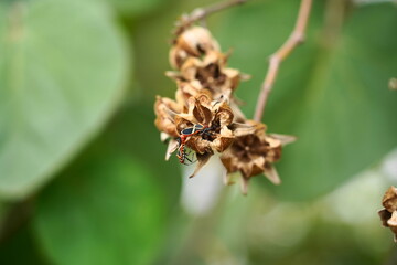 withered flowers, autumn season in a mountain area 