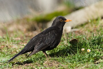 Eurasian blackbird aka the common blackbird or turdus merula is searching worms in the grass....